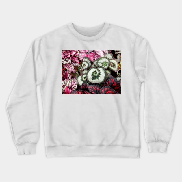 Begonia Escargot Crewneck Sweatshirt by pinkal